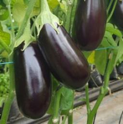 Albion Metalosate Eggplant Trial